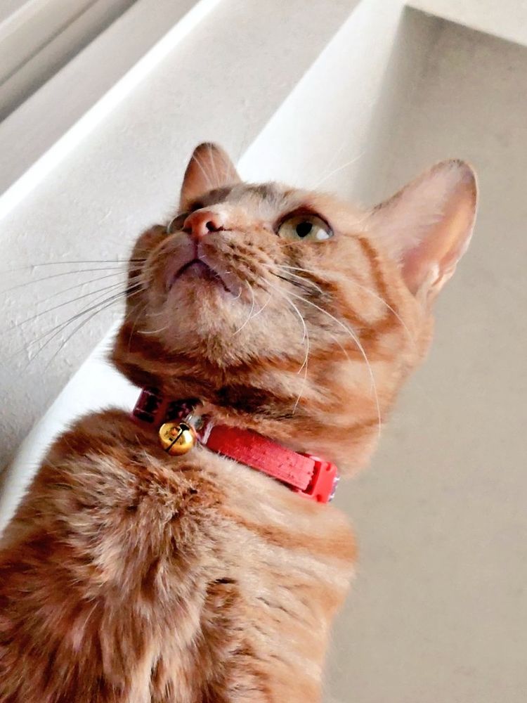 猫の写真、口の形が可愛い