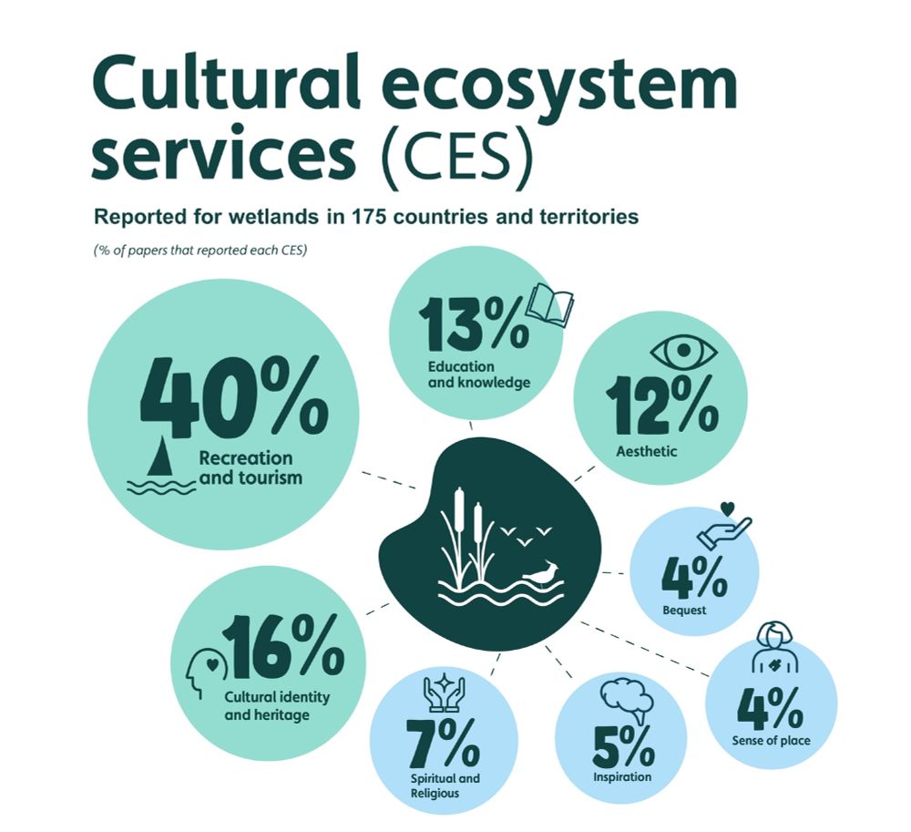 An infographic illustrating the findings of our new paper on the cultural ecosystem services provided by wetlands. The infographic features, at its centre, a stylized drawing of a wetland (featuring reeds, water, a small wading bird, and emerging insects). Arranged around this central image are bubbles that state the percentage of papers that we reviewed that reported information on different types of cultural ecosystem services associated with wetlands. These include categories such as recreation and tourism, inspiration, sense of place, aesthetic value, and bequest. The infographic is titled "Cultural ecosystem services (CES)", and a subtitle mentions that we found evidence of CES provided by wetlands in 175 countries and territories worldwide.