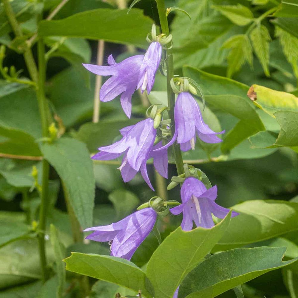 Close up image of creeping bellflower. The blooms are purple and shaped like small bells.