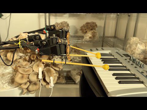 Mushroom Playing Keyboard