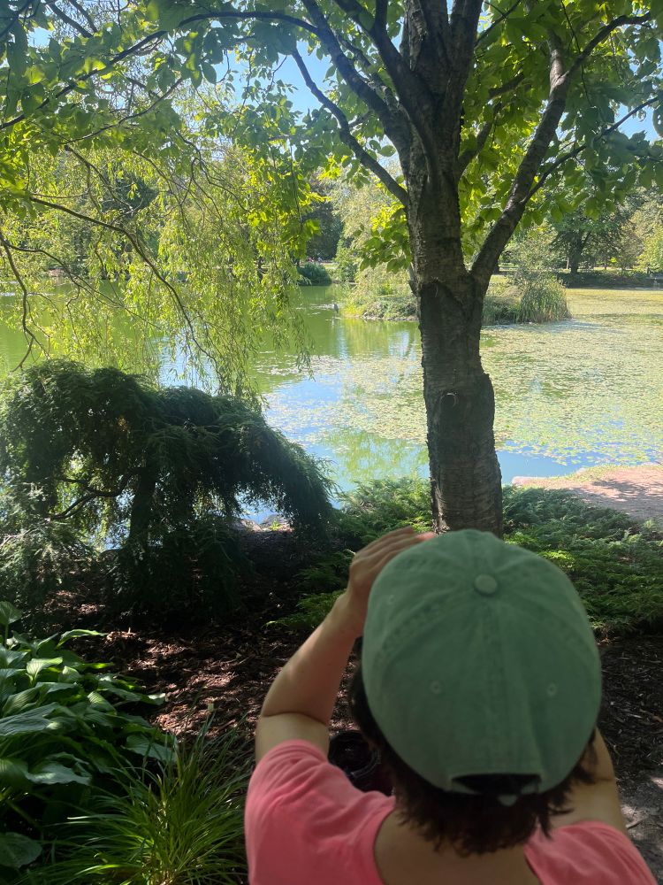 A woman watches a heron in the public gardens pond. She’s wearing a teal hat and pink shirt