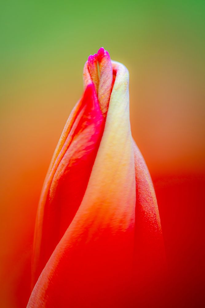 a tulip flower unfolding
