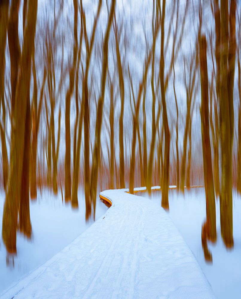 a snow covered boardwalk winding through a sugar bush