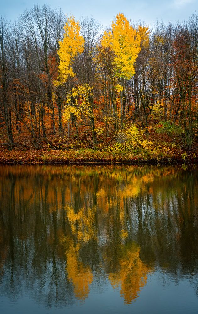 Two Poplar trees with yellow foliage reflected in the water