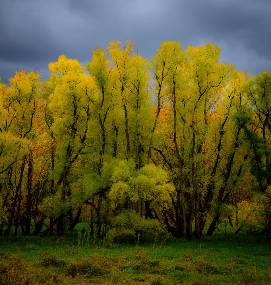 yellowing willow leaves with dark branches