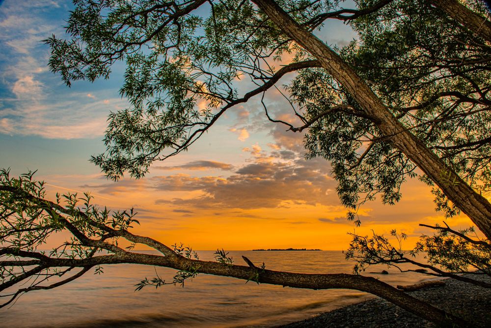 a shoreline willow tree overlooking Lake Ontario and High Bluff Island