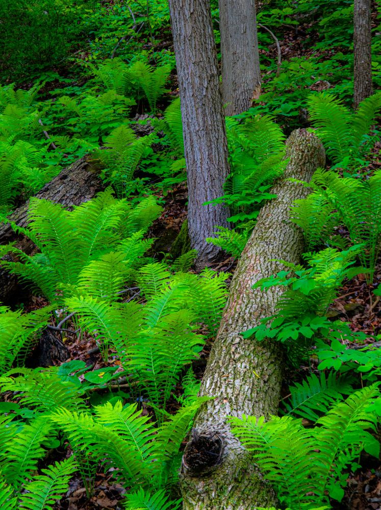 a forest floor filled with newly formed ferns