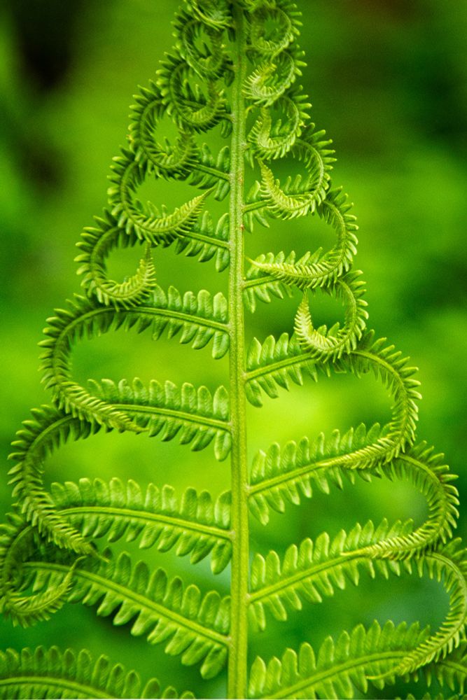 a young fern frond as it unfurls...