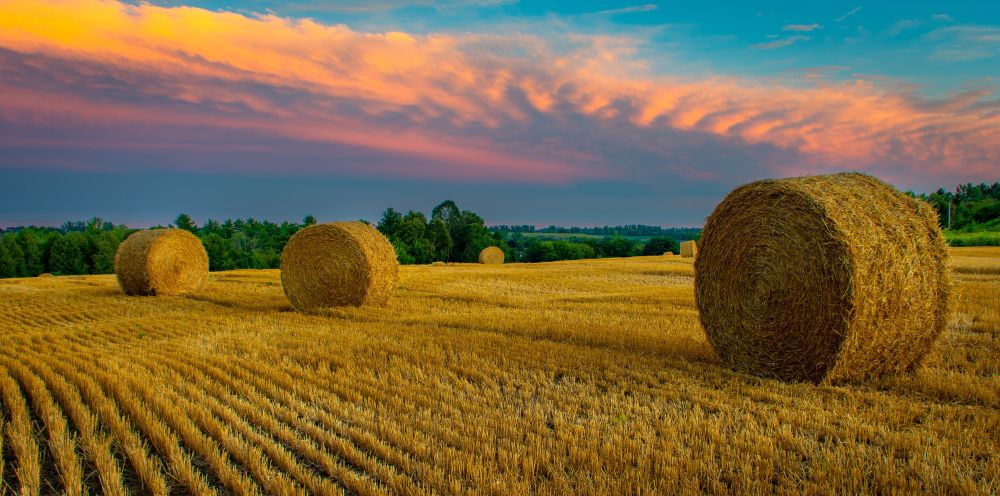 round straw bales against a pink sky