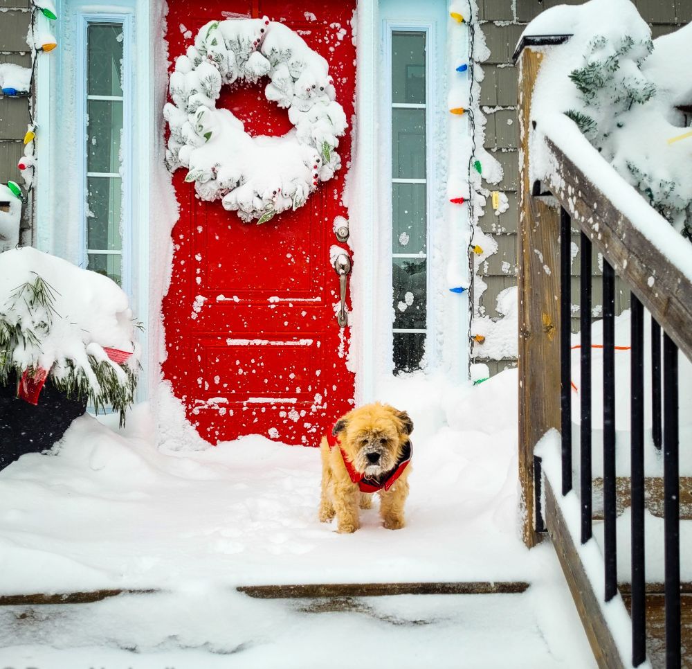 an unhappy looking dog standing in the snow at the front door