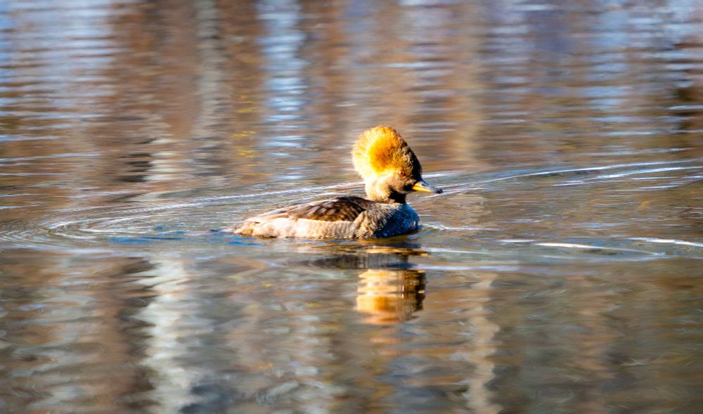 a golden coloured female merganser in the river