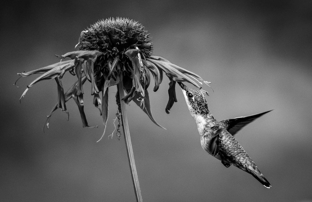 a black and white image of a hummingbird visiting the last of a cone flower