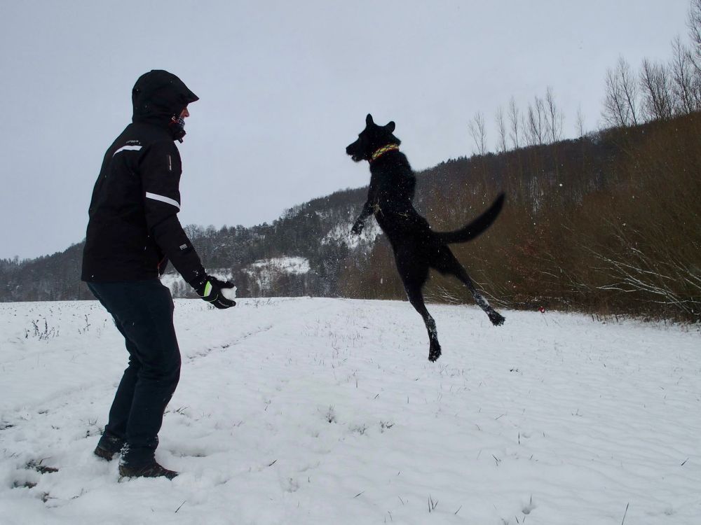 Eine schneebedeckte Wiese. Links am Bildrand ein Mann, der dabei ist einen Schneeball zu werfen. In der Bildmitte ein schwarzer Hund der gerade nach dem Schneeball springt. Er ist mit allen 4Pfoten in der Luft.