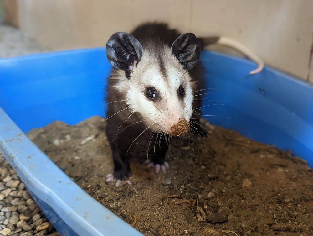 A young opossum in a dirt bin with some mealworms. The tip of his nose is caked in dirt.
