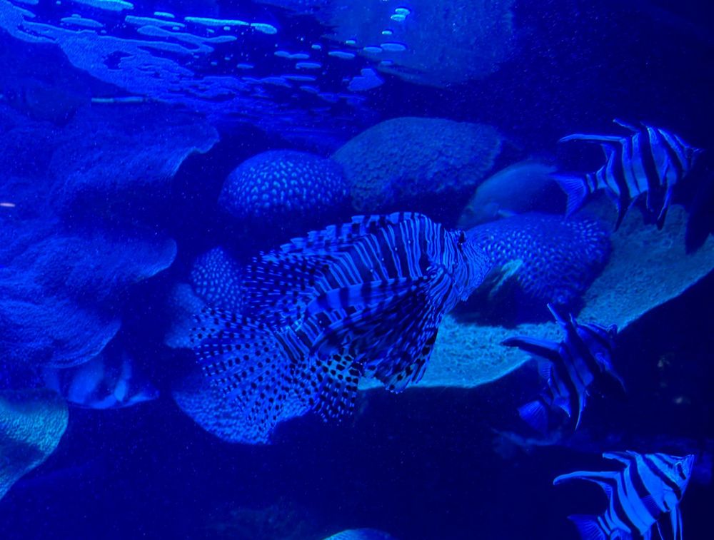 a photo of a lionfish