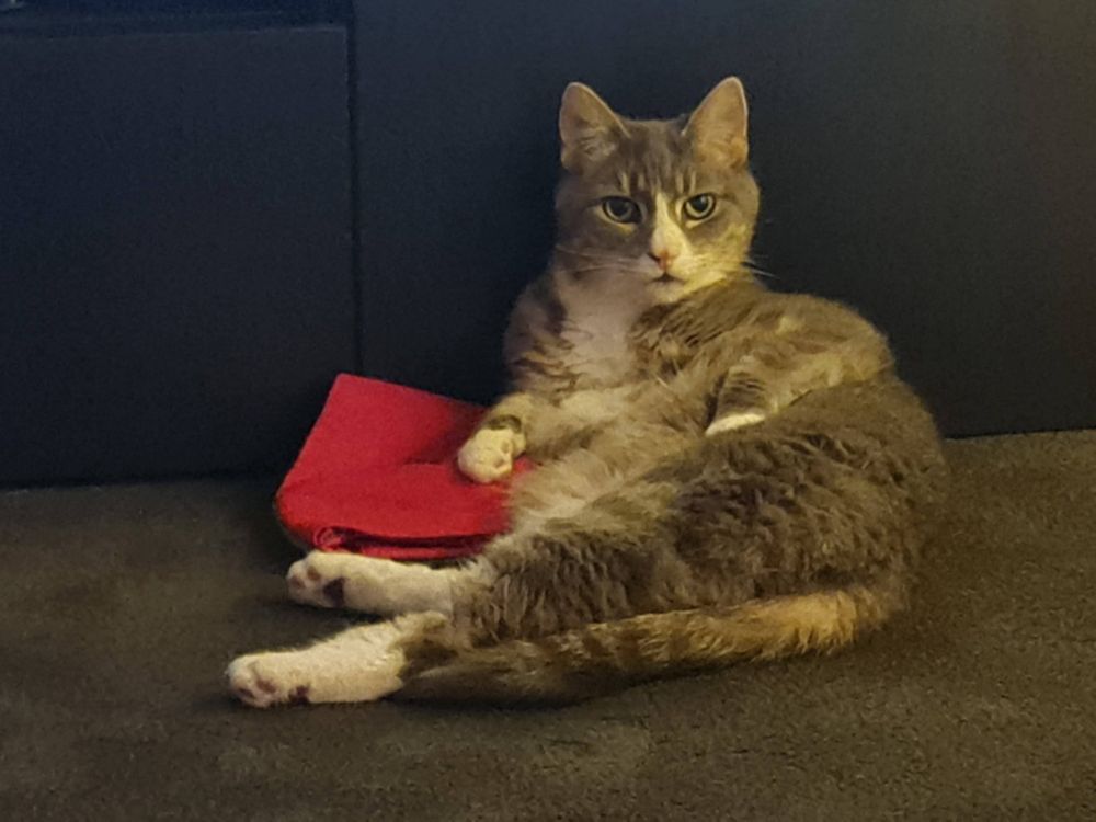 Grey tabby and white demestic short hair cat leans against a black entertainment unit, caught mid grooming... Or posing alluringly?