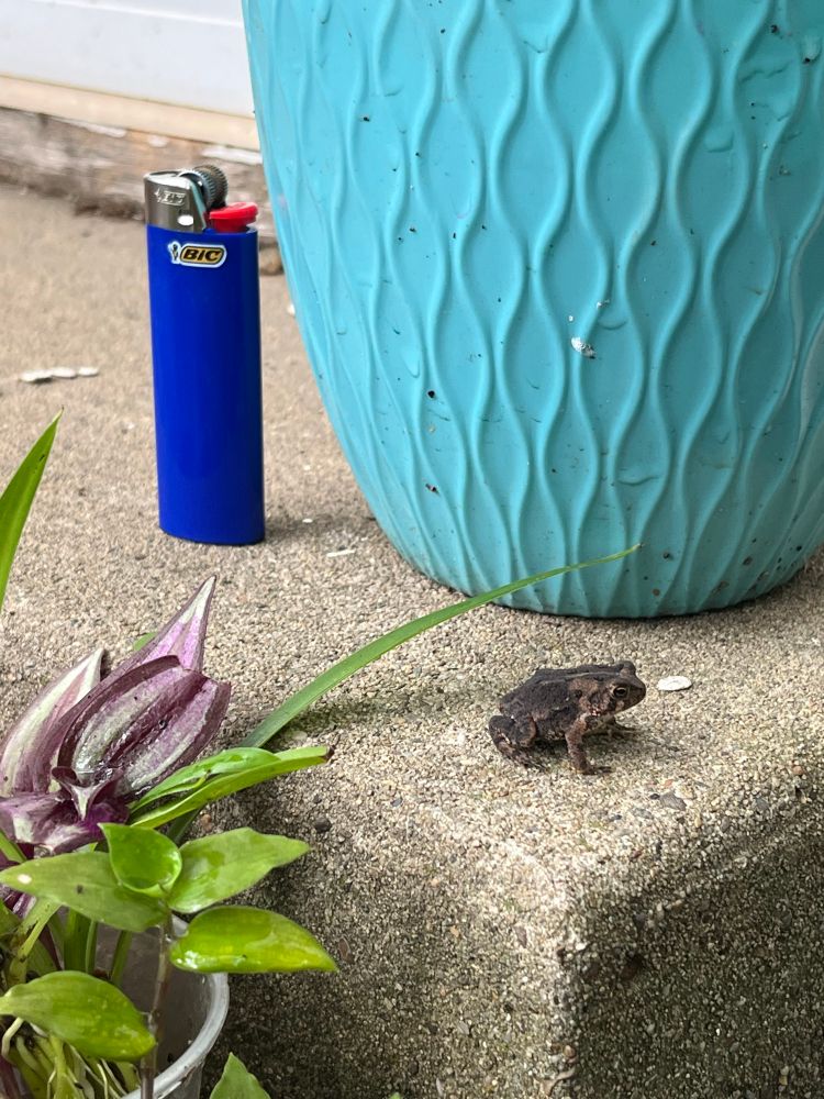 A very small froggo on the corner of a concrete step. It’s brown and might be a toad, actually. There is a bic lighter to show scale. 