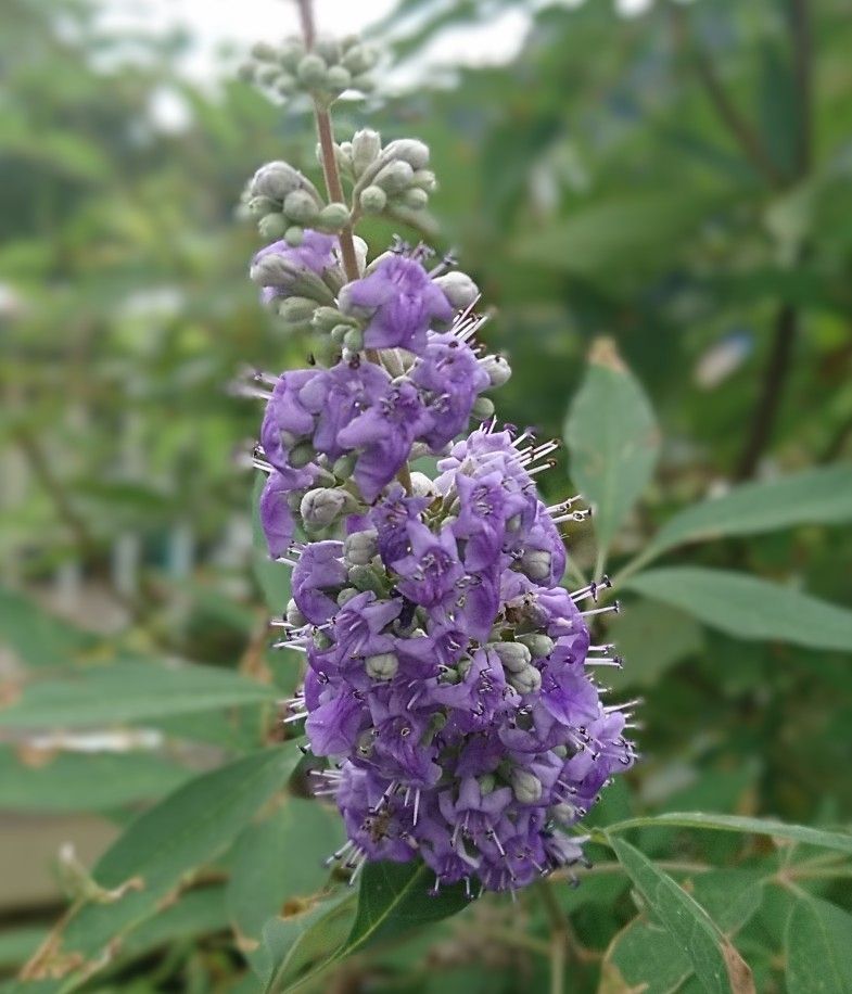 セイヨウニンジンボクはシソ科の植物で、花や葉と果実は爽やかな芳香があります。古くからハーブとして用いられ、女性のホルモンバランスを整える薬効があるようです。葉や果実は料理のスパイスとしても使われます。