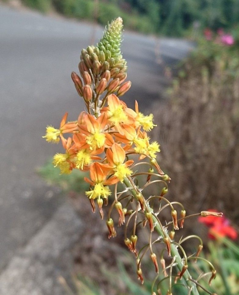 ハナアロエという名ですがアロエとは別属の植物です。花は１日花ですが次々と新しい花を咲かせます。