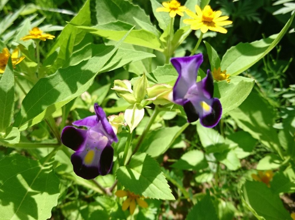 和名は夏菫(ナツスミレ)や花瓜草(ハナウリクサ)と呼ばれています。