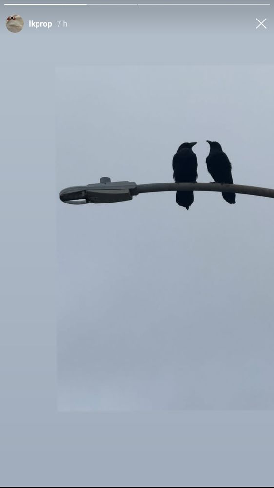 an insta story from lkprop laura of two crows perched on a lamppost, facing each other, under a grey sky