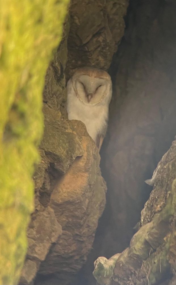 Here’s where Barnies lived before man built barns…
Limestone caves & holes - a perfect colour match 