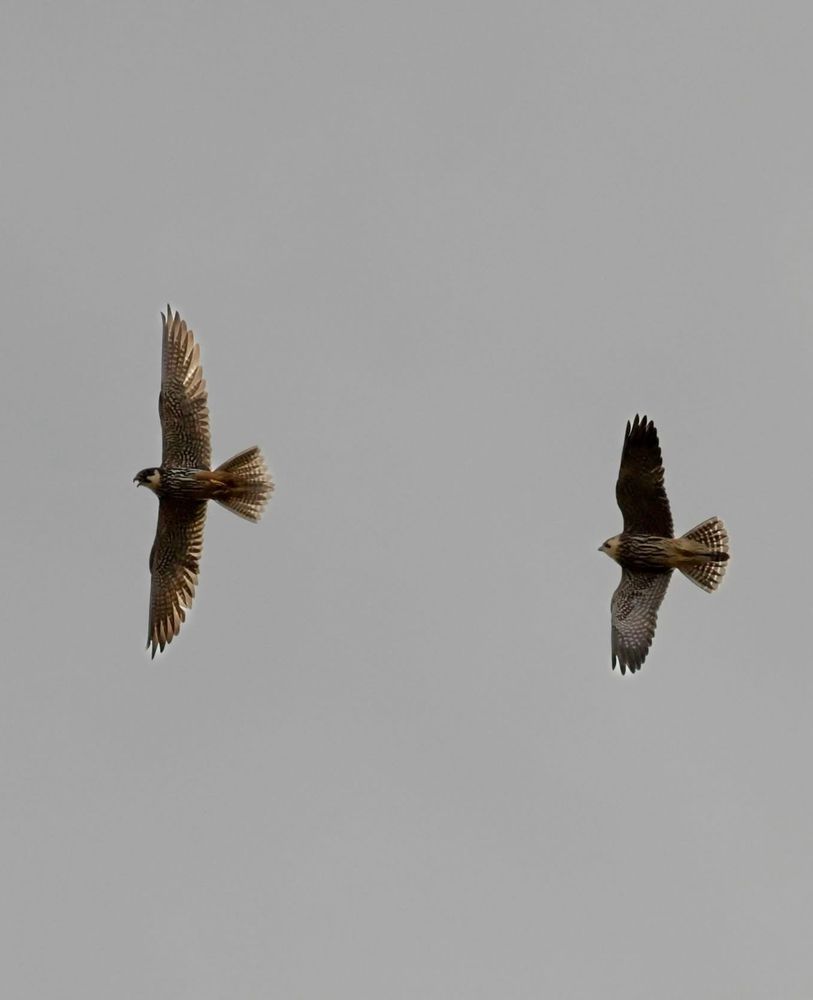 Adult & juvenile (fledged 1 week) image by TLW