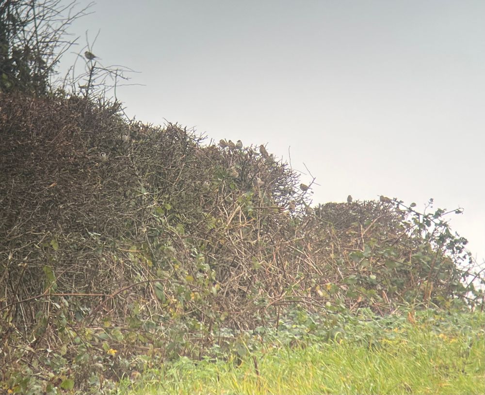 Part of a flock of c120 at Seaton on a seed plot in NZ34
