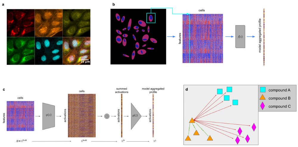 (a) Human U2OS cells treated with dimethyl sulfoxide (DMSO) and stained using the Cell Painting assay, which employs six dyes in five channels to label eight cellular compartments. The top row (from left to right) shows mitochondrial staining; actin, Golgi, and plasma membrane staining; and nucleolar and cytoplasmic RNA staining. The bottom row (from left to right) displays endoplasmic reticulum staining, DNA staining, and a montage of all five channels (from Cimini et al. [21]). (b) Thousands of features are extracted from each segmented cell in microscopy images of wells. A learned function f(x) (CytoSummaryNet) aggregates this data into a single feature vector: the sample’s profile. (c) An in-depth look at the model architecture used in this study. The model consists of three elements: a function φ(x), which maps the input data from ℝD to ℝL space, a summation, which collapses the cell dimension, and ρ(z), which maps the collapsed representation from ℝN to ℝL space. (d) During training, replicate compound profiles are forced to attract each other (green arrows) and simultaneously repel every other compound (red arrows) in the learned feature space. Here, all forces are drawn for a single profile of compound B.

