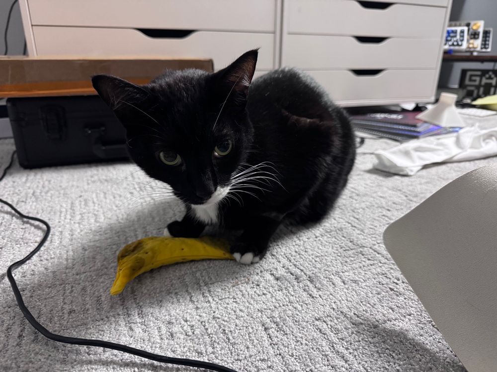 A tuxedo cat standing over a bana toy filled with catnip.