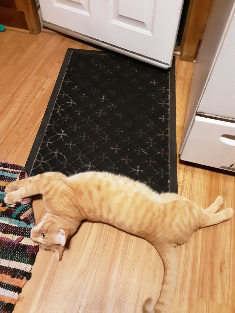 Orange cat stretched out on the floor.