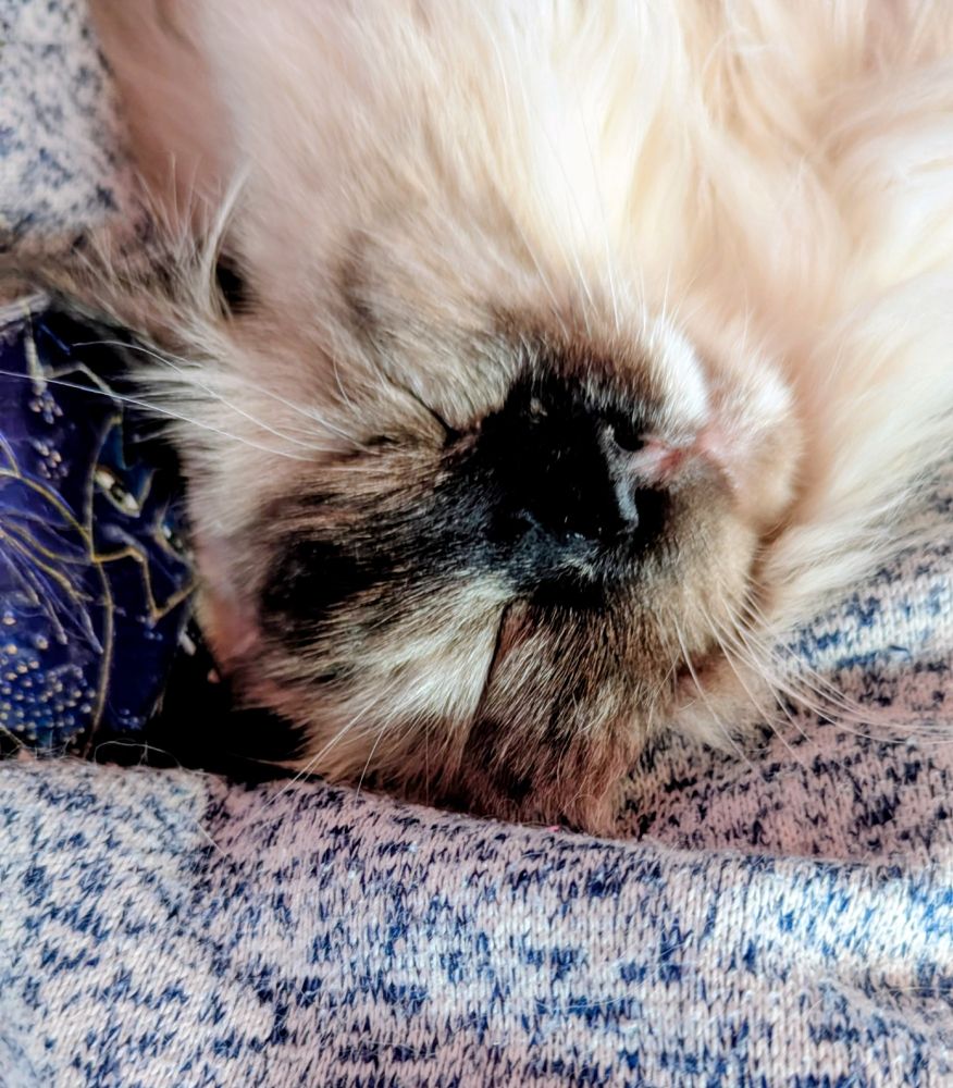  Sleeping cat close up of its head. Black nose, ears and forehead.