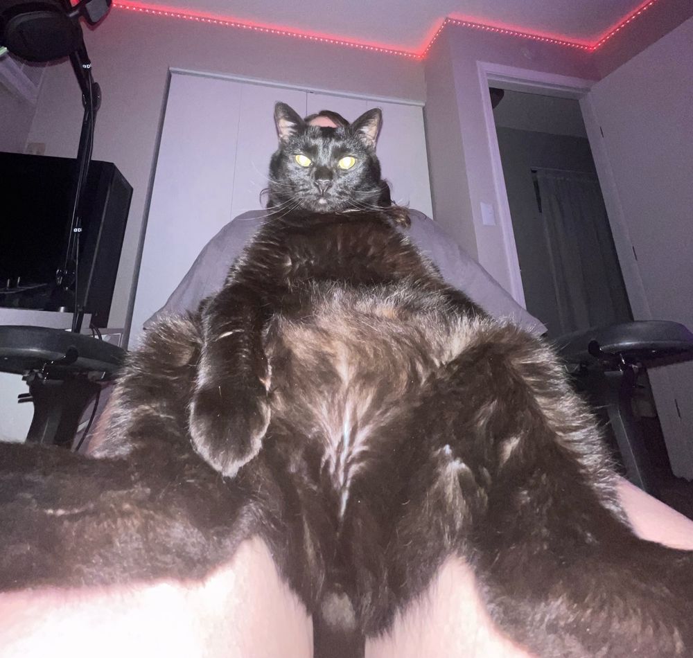 our void kitty named salem sitting on his mommy’s lap while getting his picture taken in .5