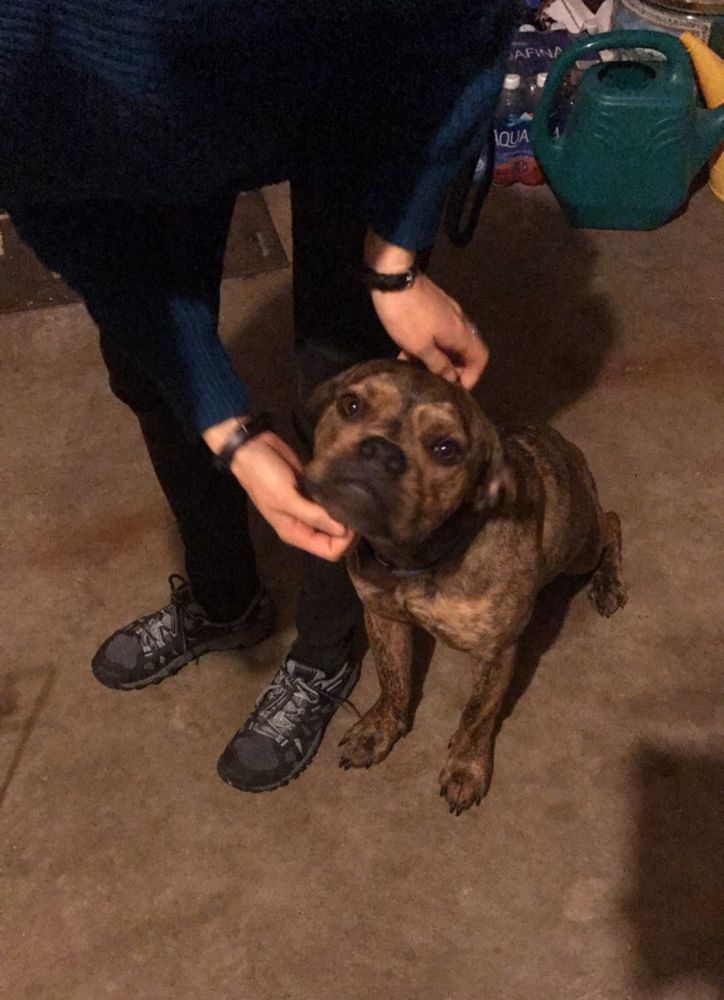 A young dog smiling up at the camera while being petted. She has a brown brindle coat, and is ready to lovingly pounce on the next person she sees.

(The first picture I took of her.)