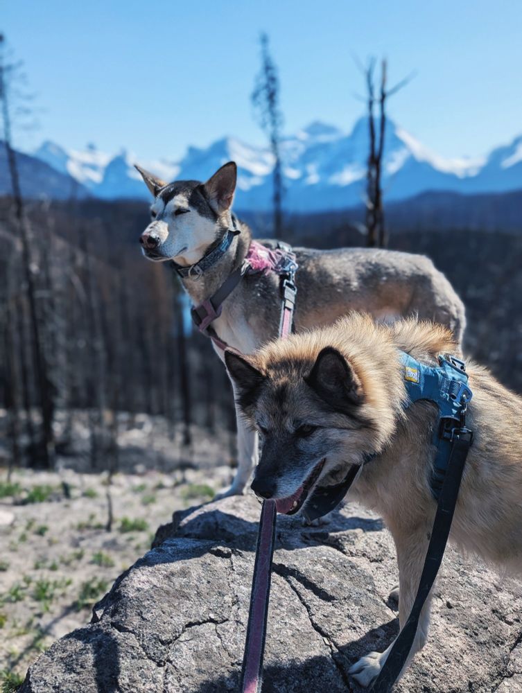 Two huskies stand on a boulder overlooking Athabasca Pass. The Pass has burnt forest timber in the foreground and mountains in the background 