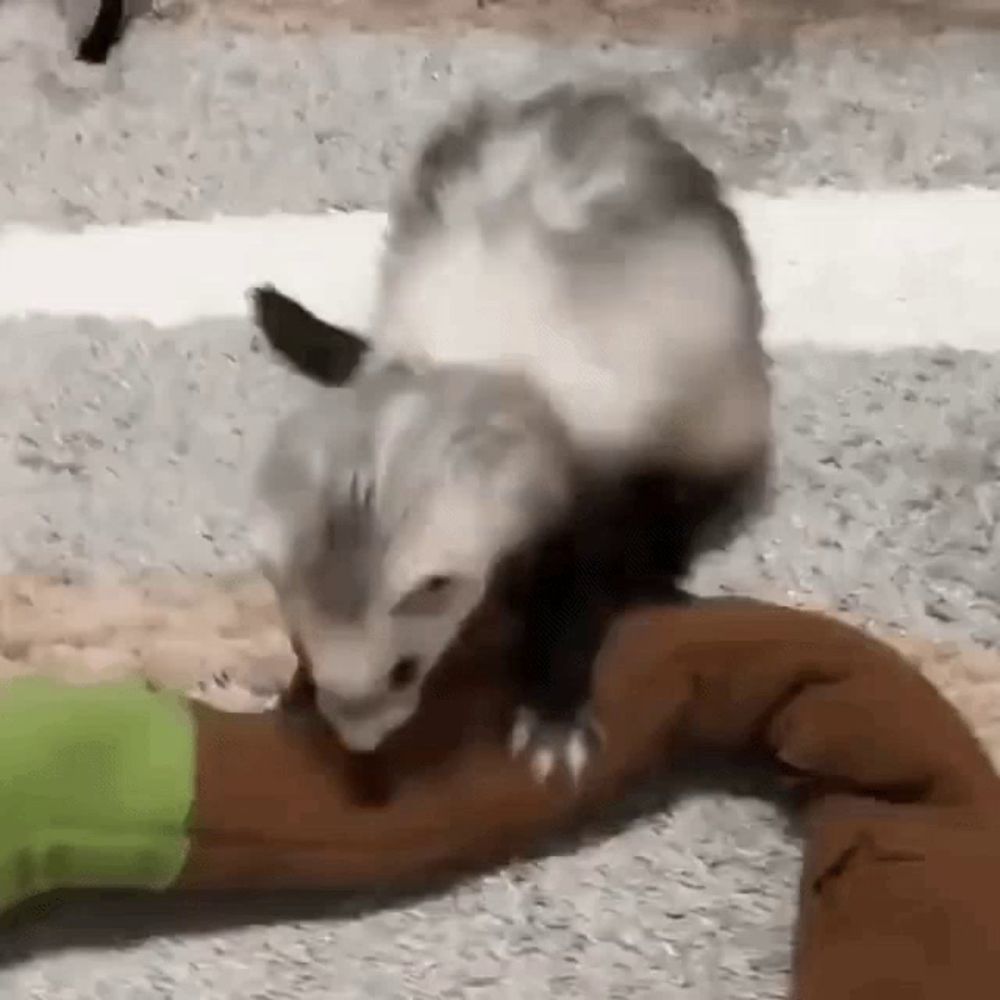 a ferret is playing with a stuffed animal toy on the floor .