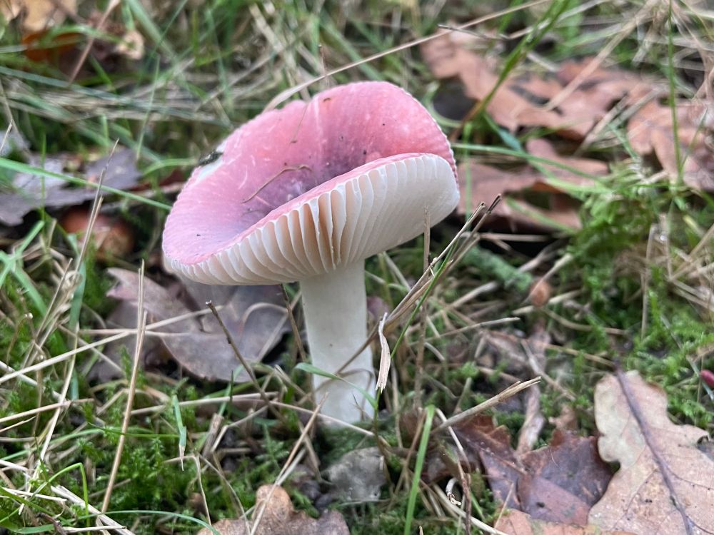 Russula spec.