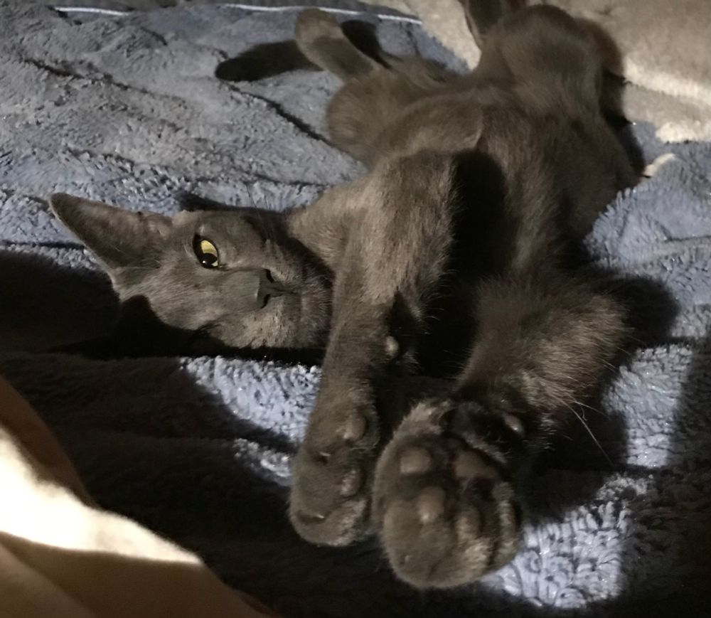 A blue cat, very small, stretched out on her back Superman-style. One yellow eye looks calmly into the camera.