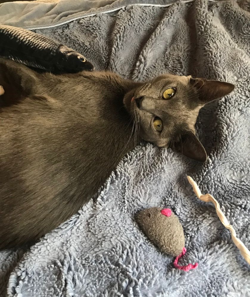 photo of Little Bat, a small, gray cat with luminescent eyes showing a little blip of pink tongue. She's surrounded by cat toys, holding a fish with a mouse and ribbon beside her.