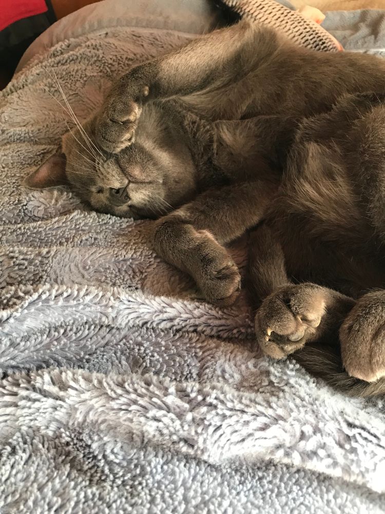 little, gray cat asleep with her head upside down and her paw by her whiskers. very cute