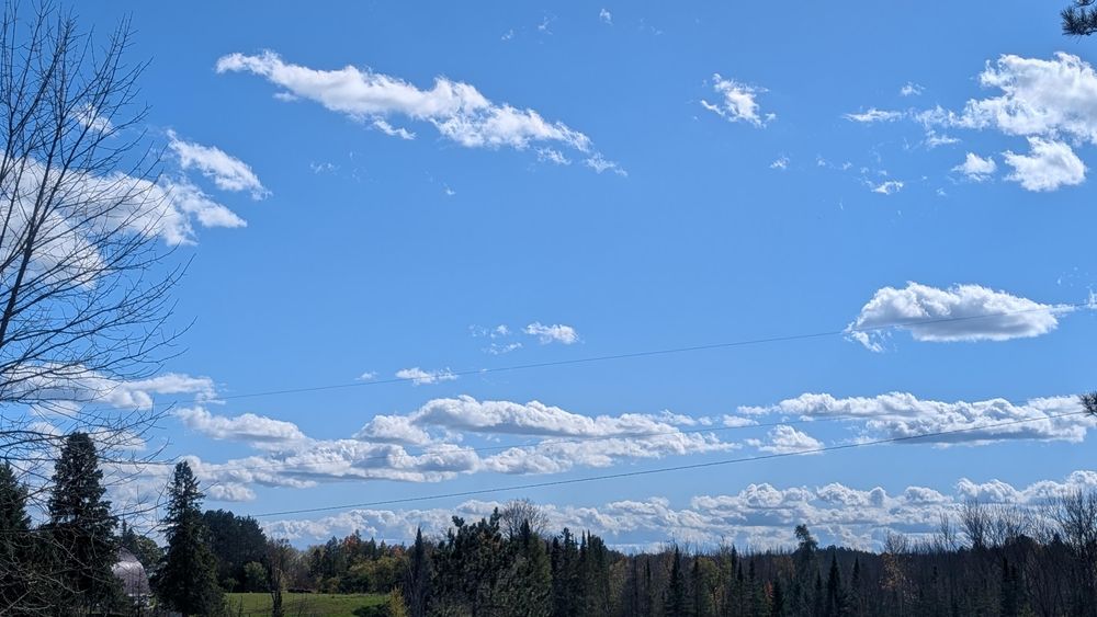 Blue skies over a field with cows. There are trees.