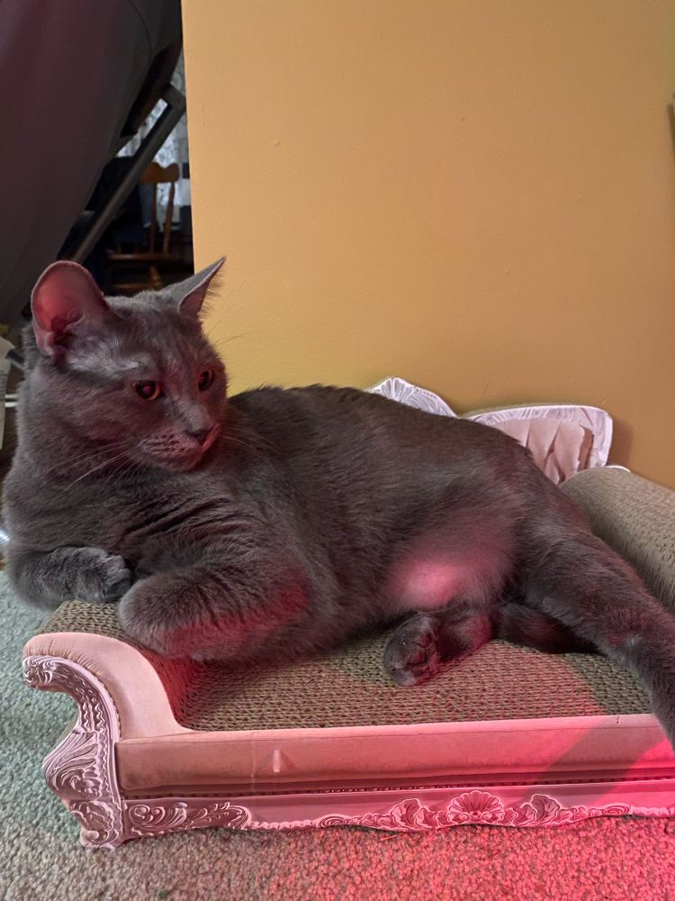Gray cat lounging on a cat-sized cardboard fainting couch