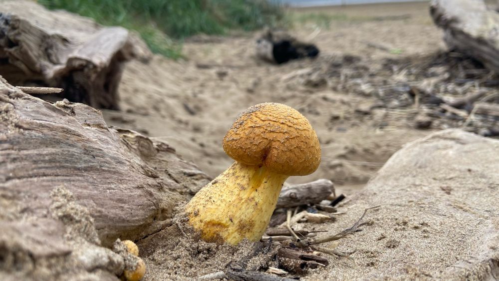 Fungi on drift wood on beach