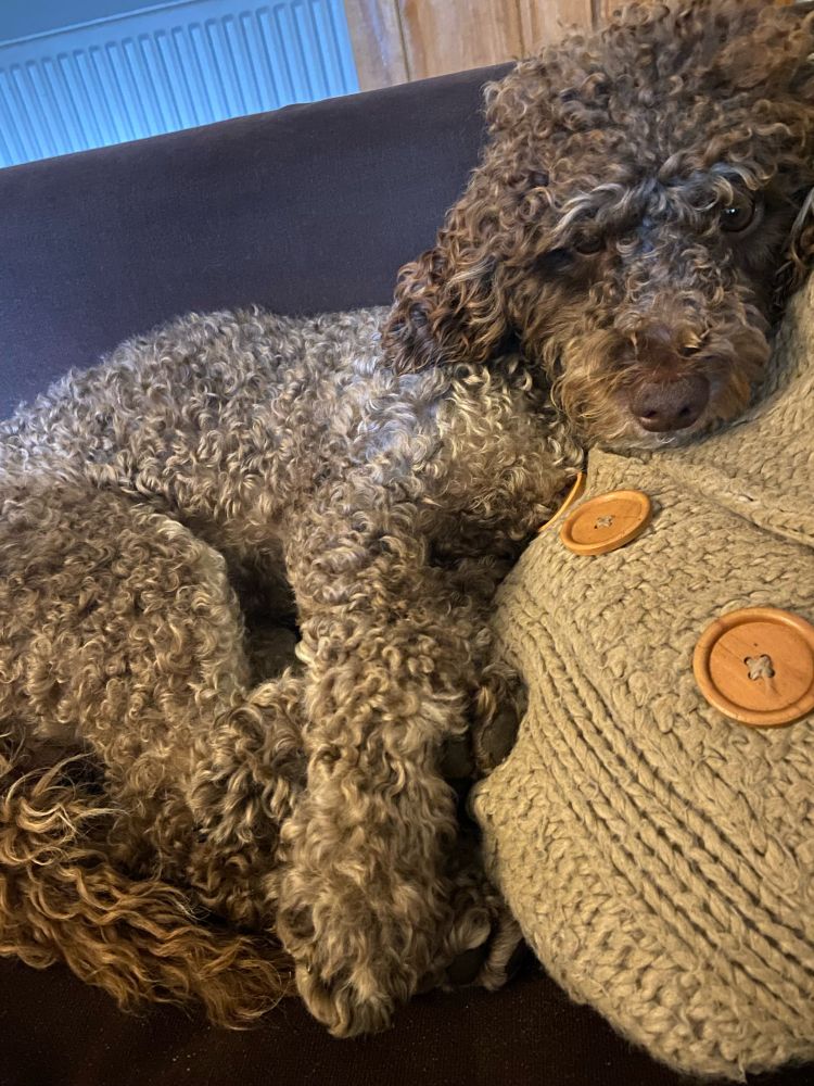 Labradoodle on cushion