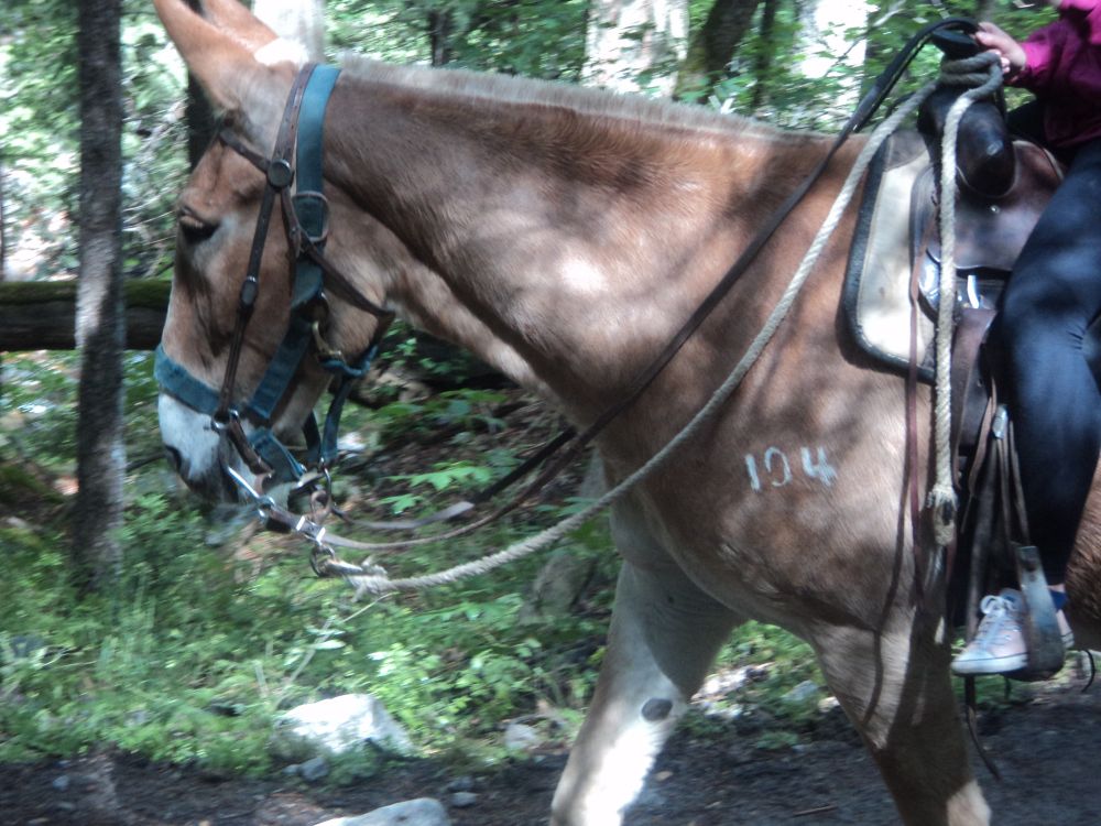 harnessed donkey labeled ‘104’ walking on hiking trail with rider