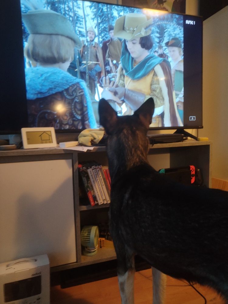 Huskyen Mongolia som ser intenst på jaktscenen i Tre Nøtter til Askepott 