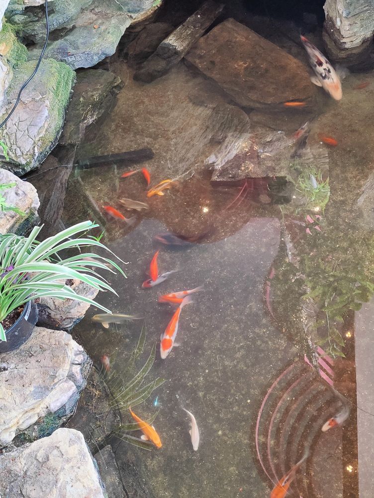 Photo of koi fish swimming in a pond