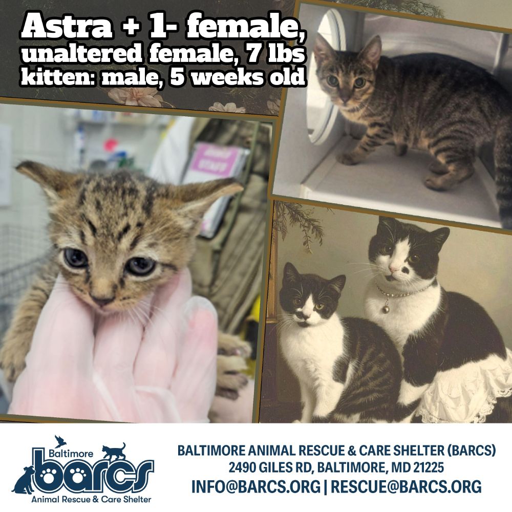 Astra + 1- female, unaltered female, 7 lbs kitten: male, 5 weeks old Animal control got a call about a neighbor dumping their cat outside. When officers came to the location, they were able to safely catch Astra and her kitten. Momma has been friendly so far and taking care of her little one. The baby boy is suspect for ringworm as he has hair loss on tail and hind legs. On a woods lamp test he was negative but a fungal culture was taken to be safe. A full medical summary can be provided upon request. Please let us know if your organization can help! Thank you, The BARCS Rescue Team Baltimore Animal Rescue & Care Shelter (BARCS) ​2490 Giles Rd, Baltimore, MD 21225 rescue@barcs.org
