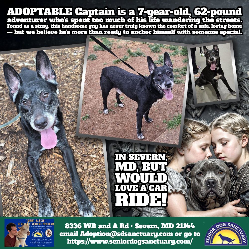 Captain gets along well with other dogs when introduced properly, and he absolutely loves going for walks and being around people. And he does well in the car. Due to his past, he’s a bit of a Houdini (an escape artist who can climb fences) so he’ll thrive in a home where he’s leash-walked and not left to roam a yard unsupervised. Though he’s an anxious pup, Captain’s heart is full of potential. With a consistent routine, patience, and a secure environment, we’re confident he’ll blossom into the loyal, loving companion he’s always wanted to be. He just needs someone to show him what “home” truly means. If you think you can offer Captain the stability and love he’s been searching for, please fill out an application on our website today! https://www.seniordogsanctuary.com/adoption-application.html