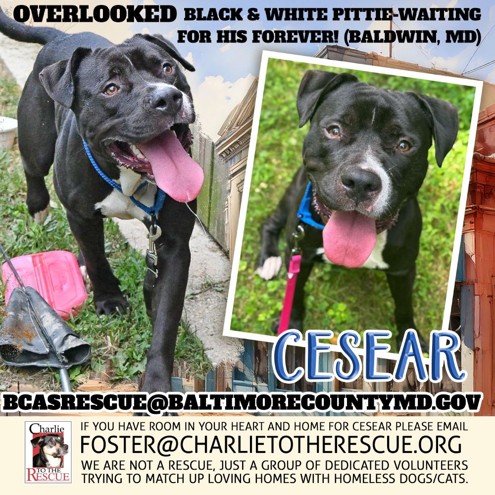 Meet Cesear! Cesear is an exuberant and energetic pup who is looking for a dog savvy adopter. He is very treat motivated and loves to engage in training games. He learns things very quickly and would do best in a home with structure and somebody willing to work with him on his manners. This guy has lots of energy to burn and would love to have a yard that he can run and play in, although not required, there are plenty of other outlets and ways to meet his energy needs such as long hikes, swims, and adventures! Cesear will for sure be worth it once he is out of the shelter and has a more structed lifestyle. As the shelter, Cesear has been around other dogs and has a rough/rowdy play style and may need some management when playing with other dogs but with the perfect match he could do well! Cesear has demonstrated some jumpy/mouthy behaviors but has been quite the quick learner in regards to what behaviors are and aren’t acceptable. He really is the best boy who just needs out of the shelter. The kennel life is taking a toll on Cesear quickly and we’d love to get him out asap. He is available for rescue, foster or adoption!

 

Name: Cesear

Age: 3 years old

Gender: Male

Weight: 62.7lbs

Color: black/white

Breed: Mixed breed

Health Concerns: none at this time

Behavior: kennel stress, high energy, may need additional training, intermittent jumpy/mouthy

Available for Adoption through BCAS: yes

Available for Foster through BCAS: yes

 

 

Please let us know if your organization can help! If interested in adoption, please visit our shelter during our public hours, daily 12pm-5pm. If interested in fostering Cesear or any of his friends please email bcasfoster@baltimorecountymd.gov

 

Thank you,

BCAS Rescue Team

 

Baltimore County Animal Services

13800 Manor Road

Baldwin, MD 21013

410-887-7297

www.baltimorecountymd.gov/departments/animal-services/